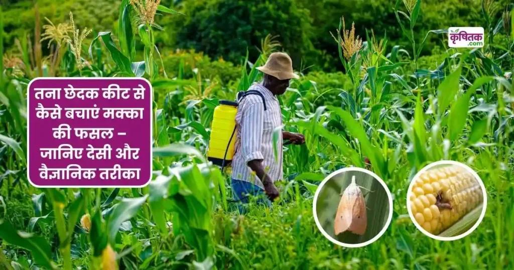 How to Protect maize crop from stem borer pest