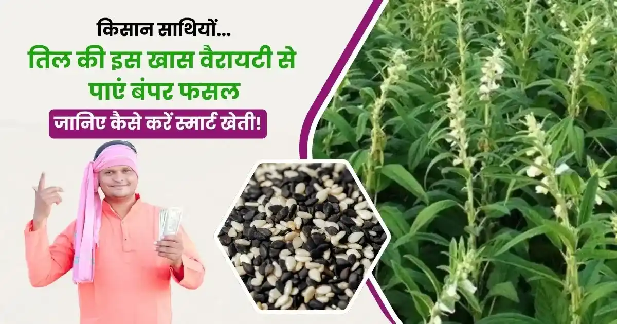 New Variety of Sesame Vibhuti