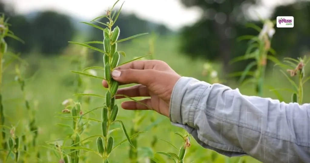 Bumper profit at low cost from sesame cultivation