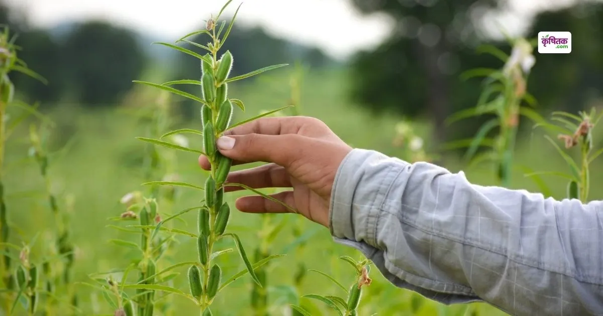 Bumper profit at low cost from sesame cultivation
