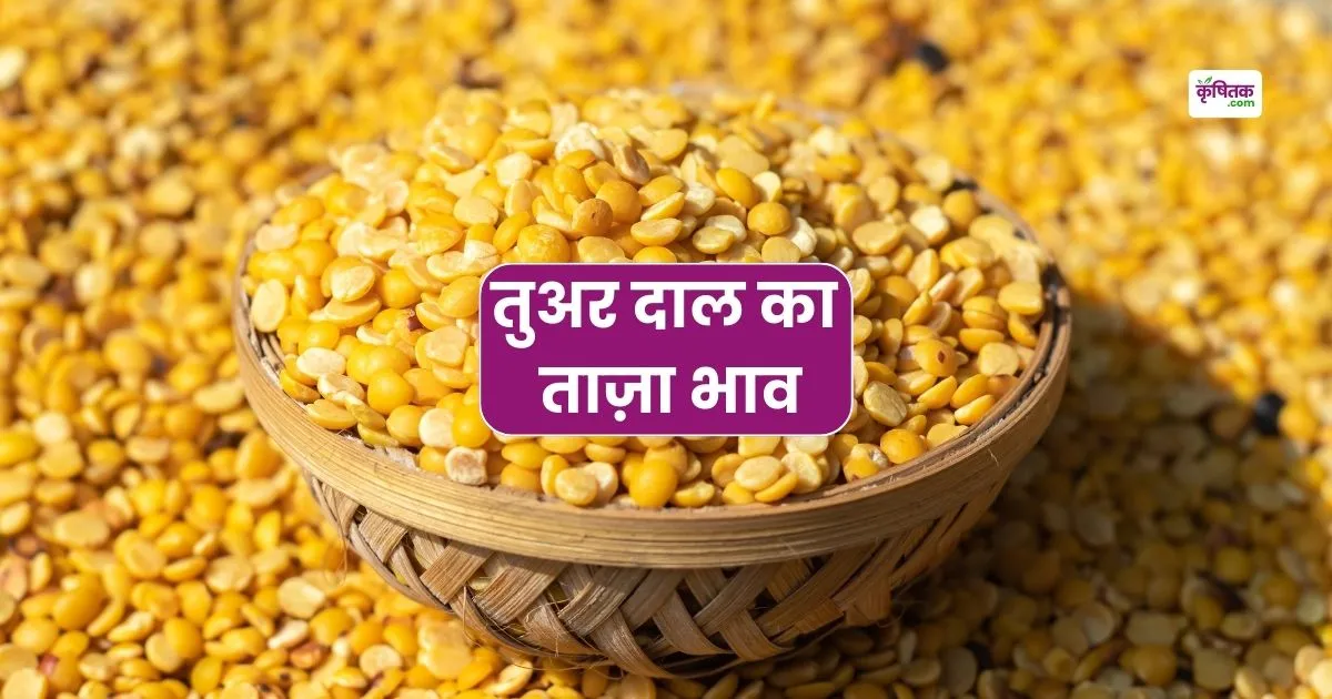 Tuar Dal Mandi Bhav