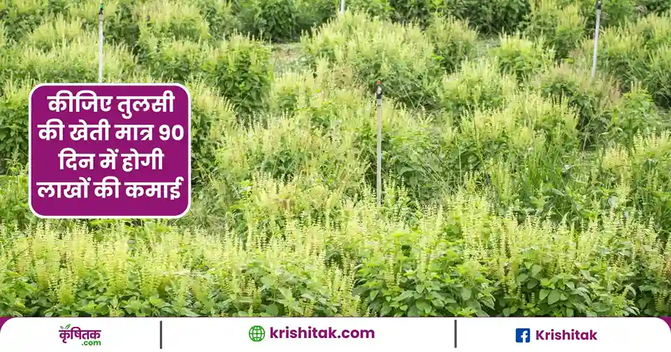 Tulsi Ki Kheti