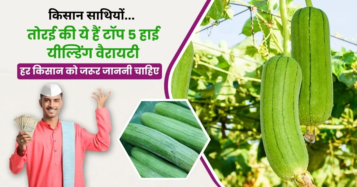 तोरई की ये हैं टॉप 5 हाई यील्डिंग वैरायटी, किसानों के लिए बंपर मुनाफे का मौका