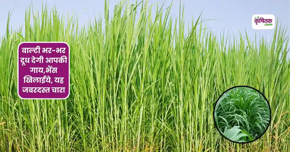 Green Fodder