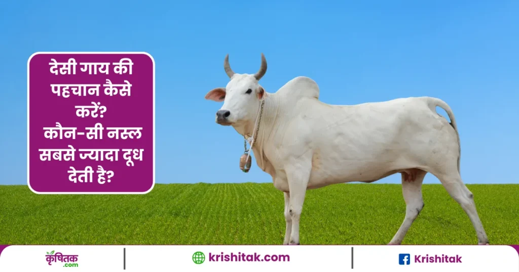 देसी गाय की पहचान कैसे करें? कौन-सी नस्ल सबसे ज्यादा दूध देती है?