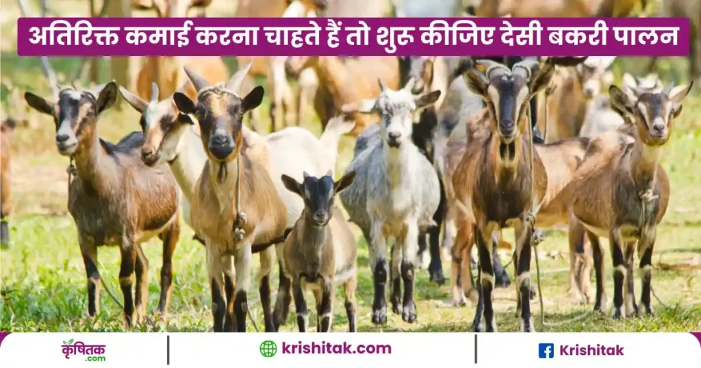 Desi Bakri palan