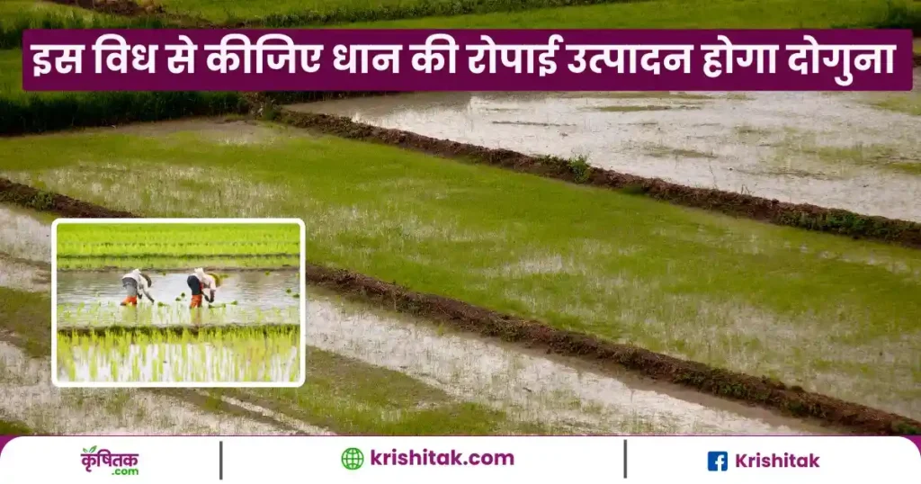 Dhan Ki Nursery