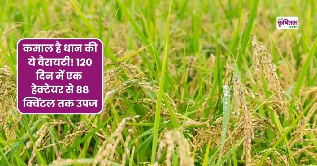 धान की नई किस्म सबौर कुंवर 120 दिनों में तैयार
