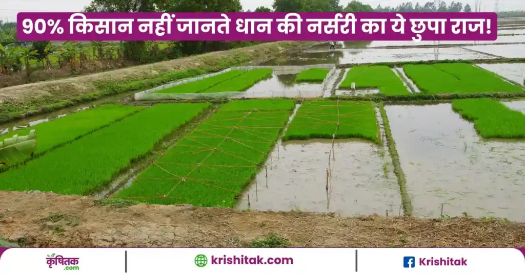 Dhan Ki Nursery Me Khad