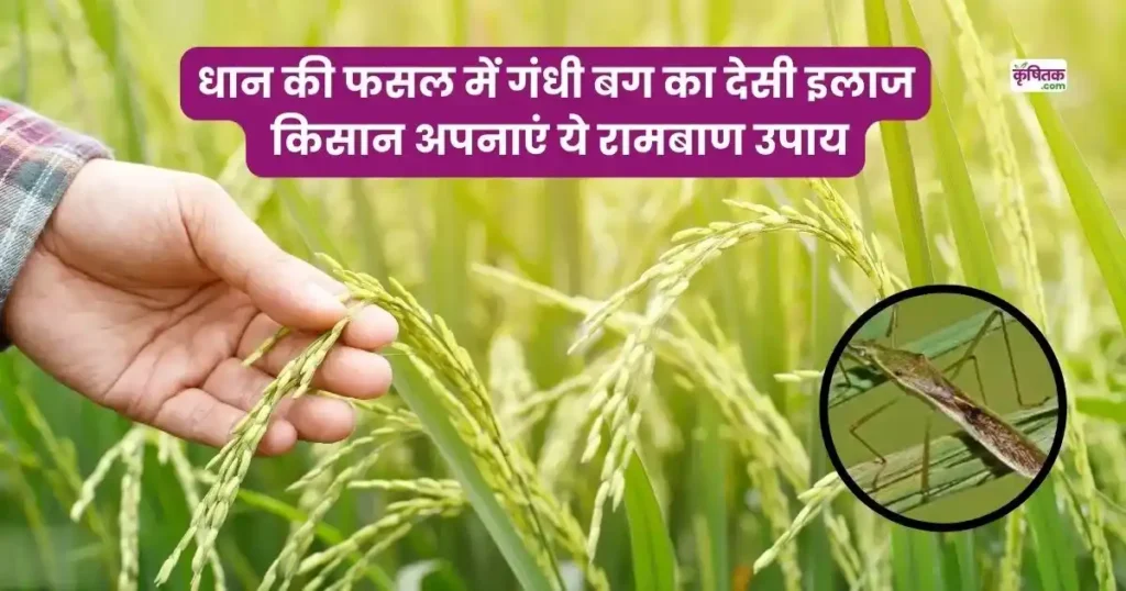 Paddy Farming Tips