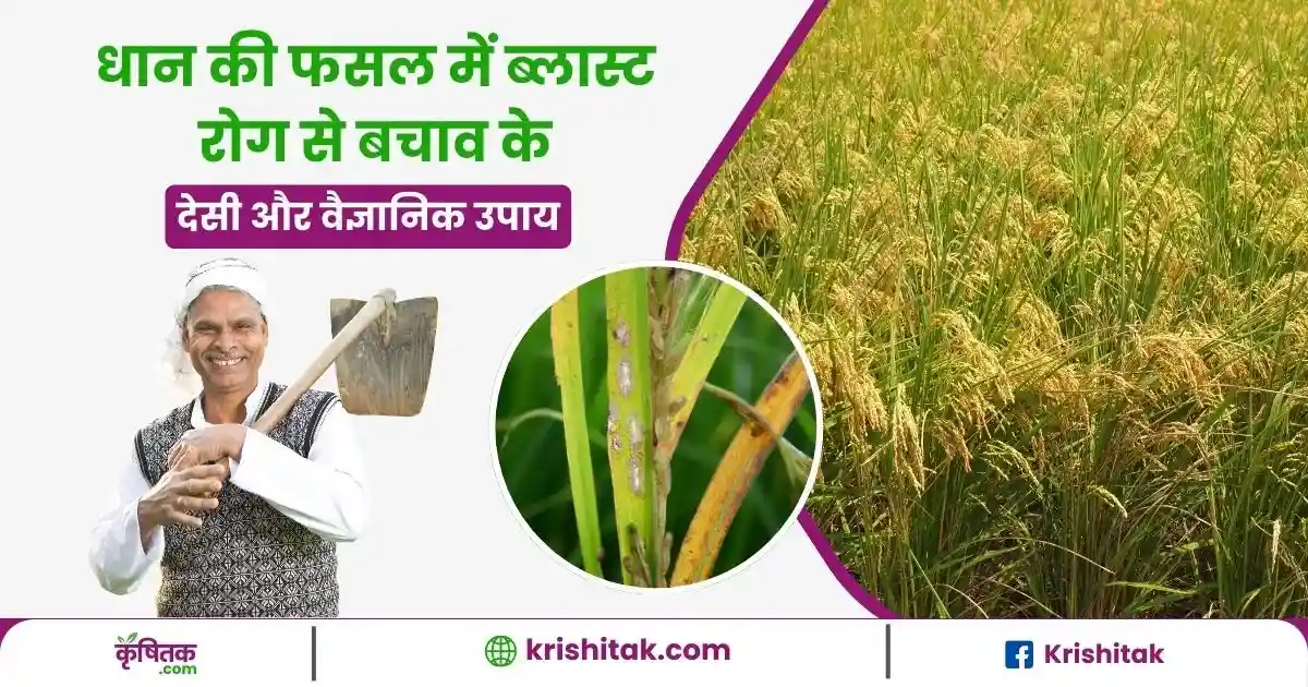 Dhan Me Blast Rog se Bachav