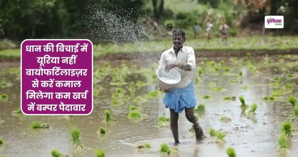 Dhan Ki Bichai Me Biofertilizer Ka upyog