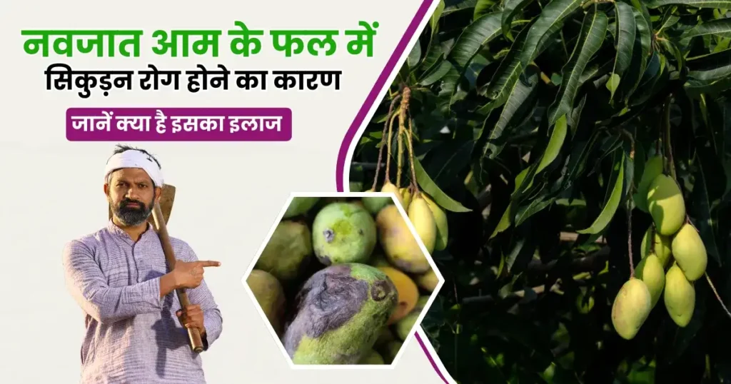 Mango farming