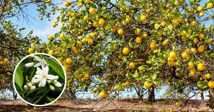 Lemon Farming Care Tips