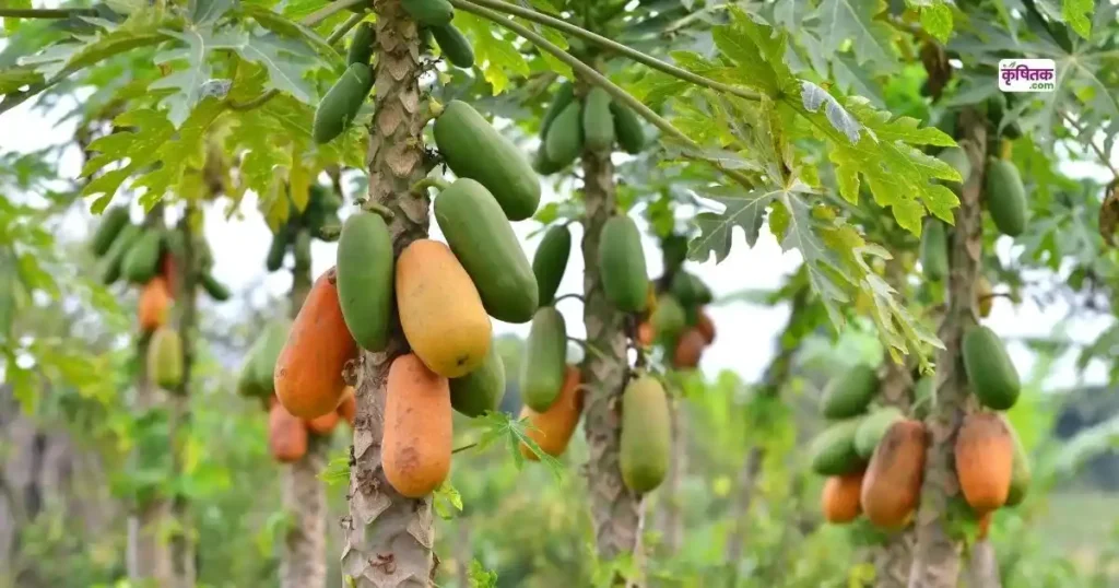 Top 5 Papaya Varieties 2025
