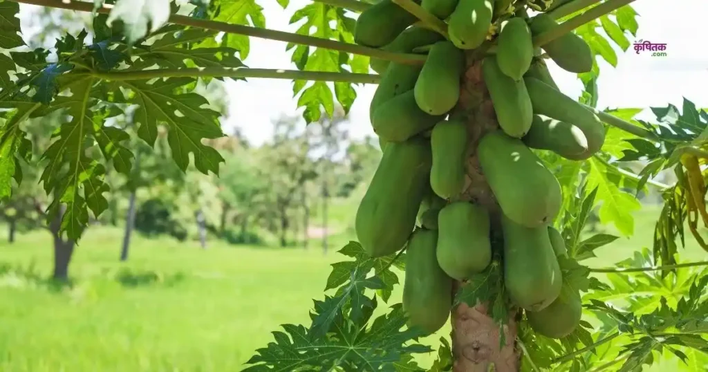 Top 5 Papaya Varieties 2025