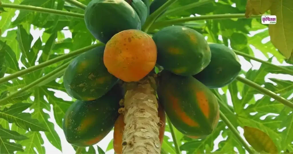Top 5 Papaya Varieties 2025