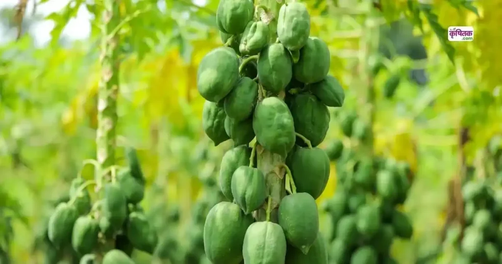Top 5 Papaya Varieties 2025