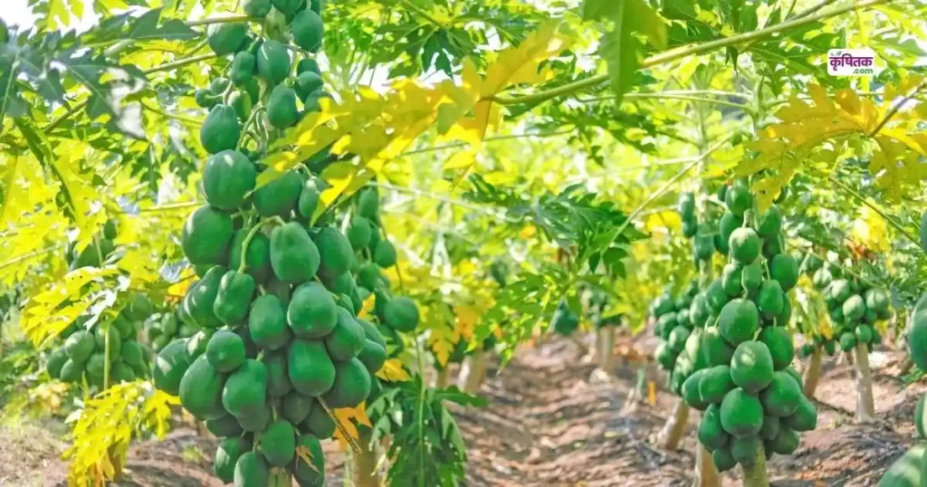 Top 5 Papaya Varieties 2025