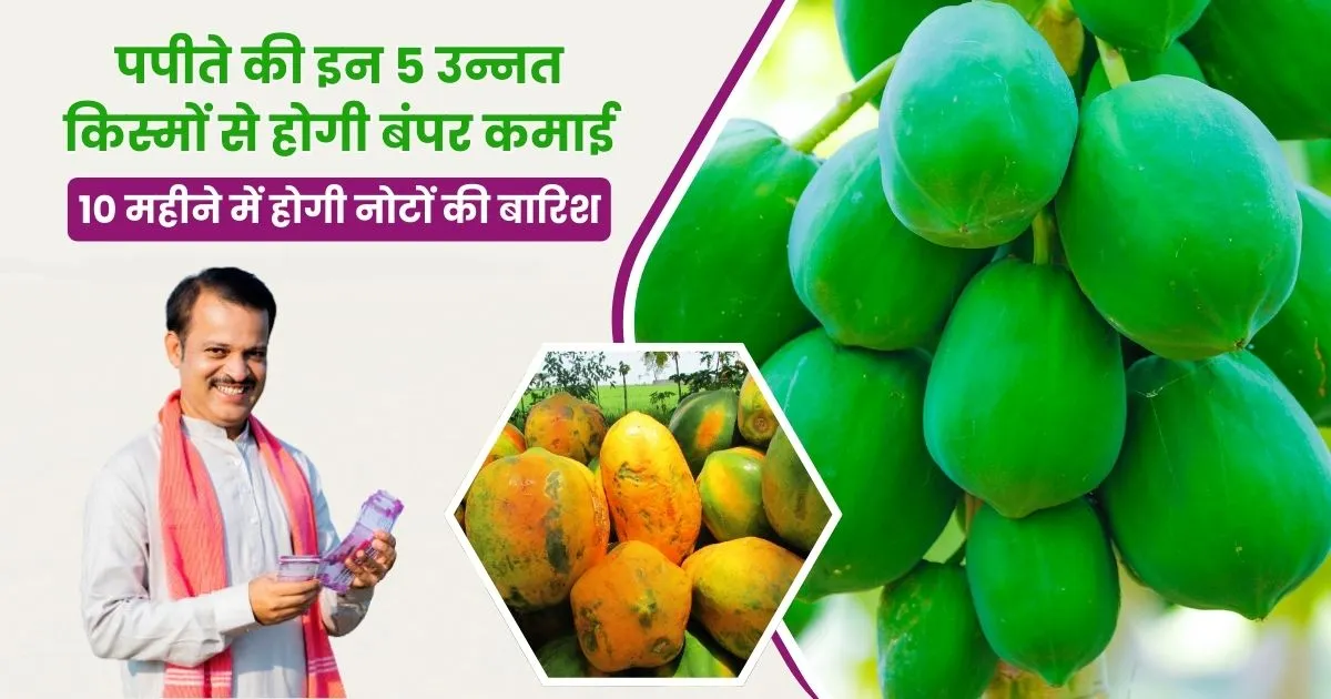 Top 5 Papaya Varieties 2025