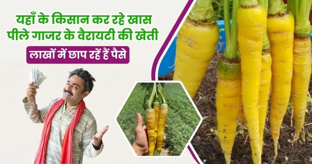 Yellow Carrot Cultivation in Hindi
