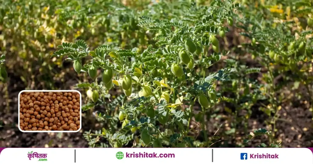 पूसा चना 4037 अश्विनी किसानों का नया साथी