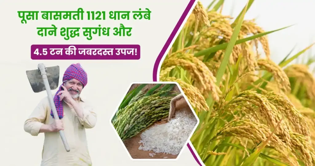 Pusa Basmati 1121 Rice Variety