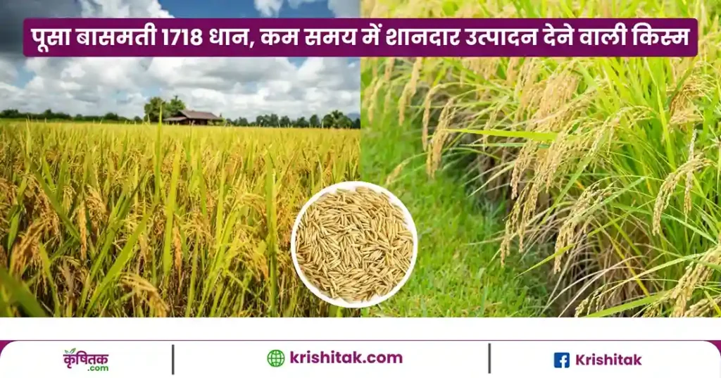 Pusa Basmati 1718