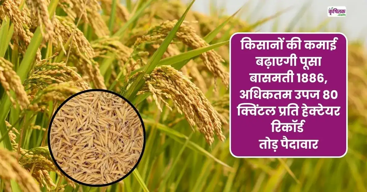 Pusa Basmati 1886 Variety