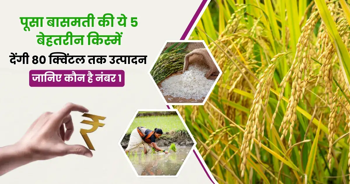 Top 5 Basmati Rice Varieties