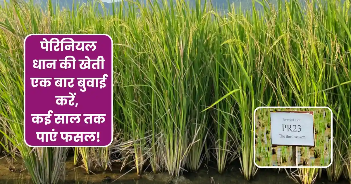 Perennial Paddy Cultivation