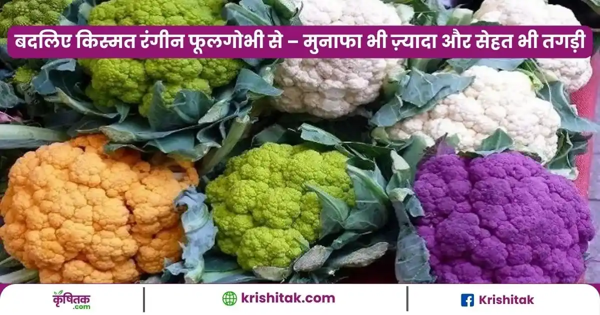 Rangeen Phool Gobhi Ki kheti