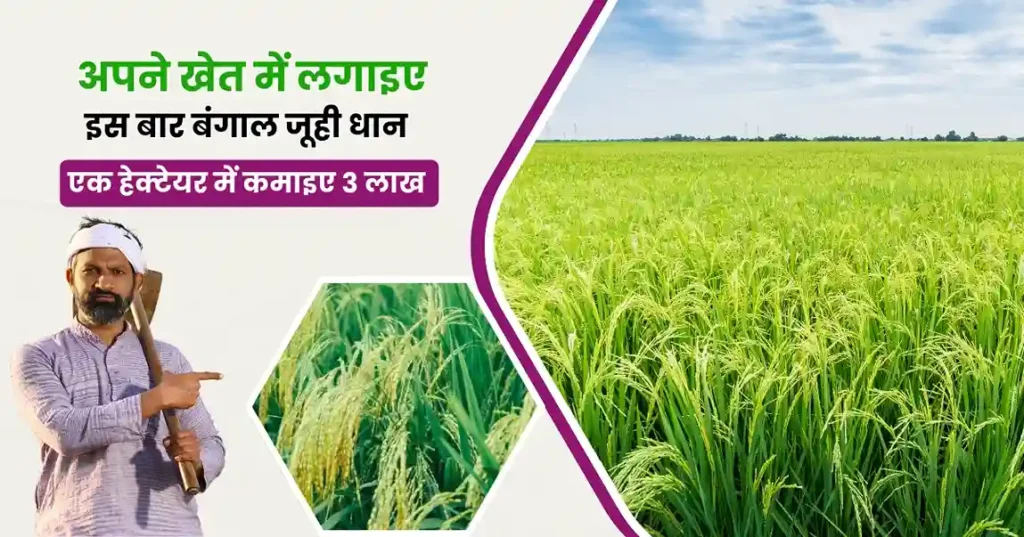 Bengal Juhi Dhan Kheti