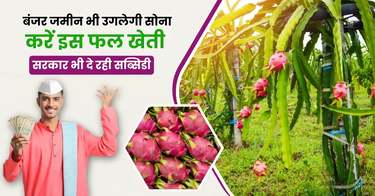 Subsidy on Dragon Fruit Farming