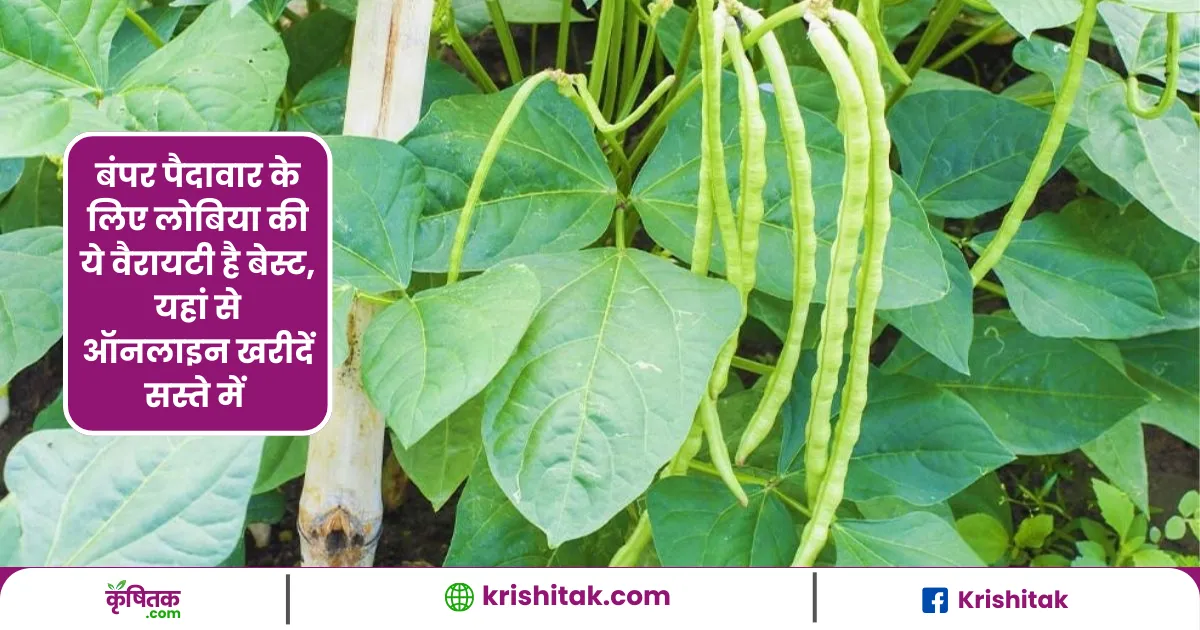 Lobia Ki Kheti
