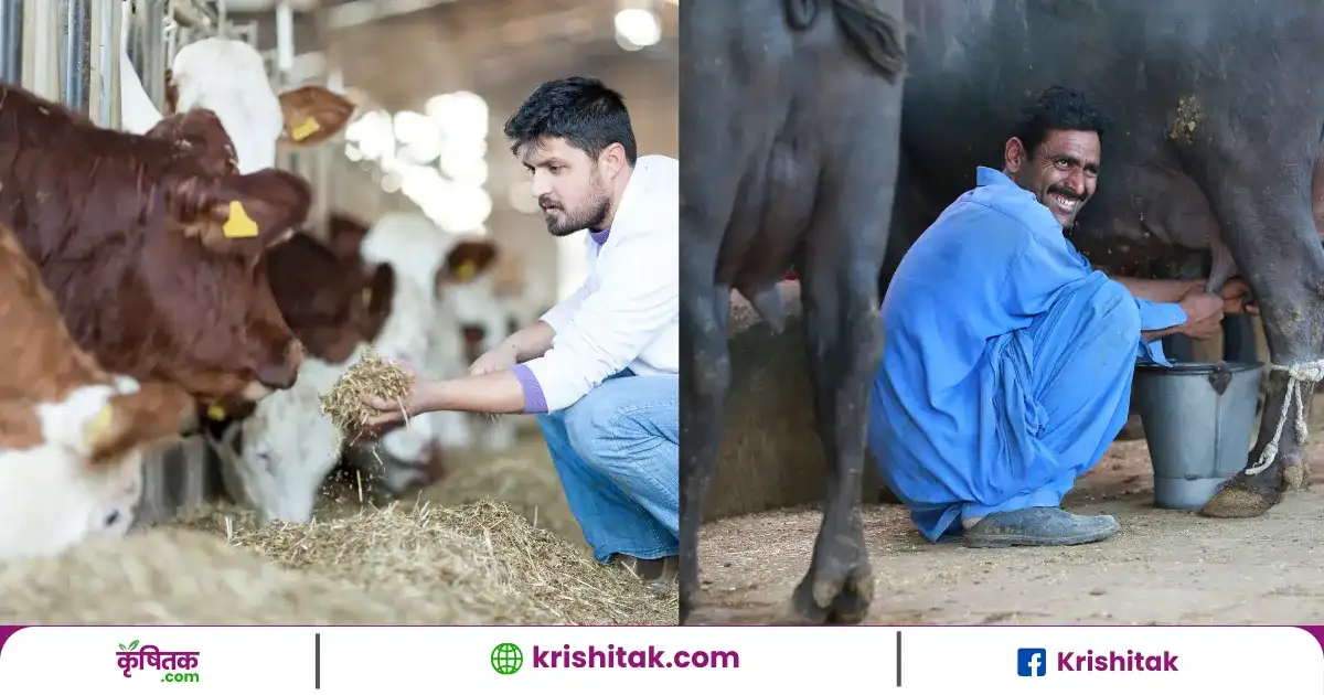 Animal Health Tips