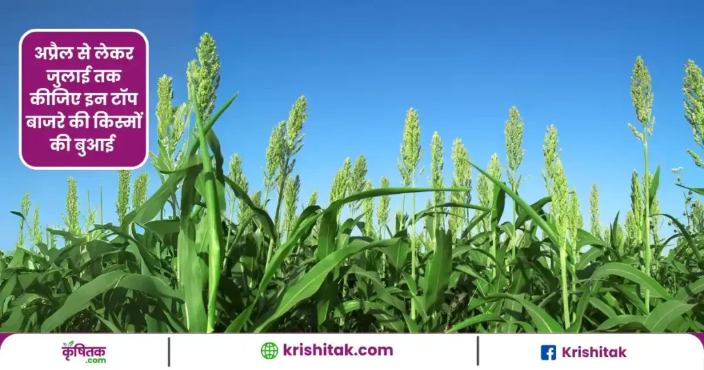 top millet varieties