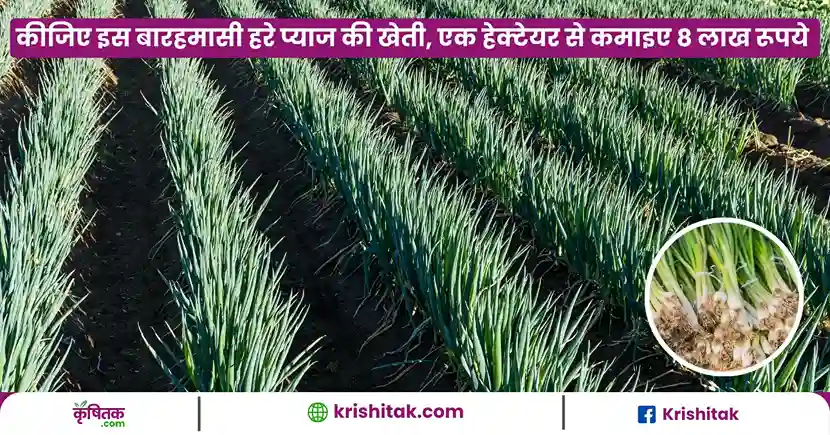 Hare pyaj ki kheti kaise karen