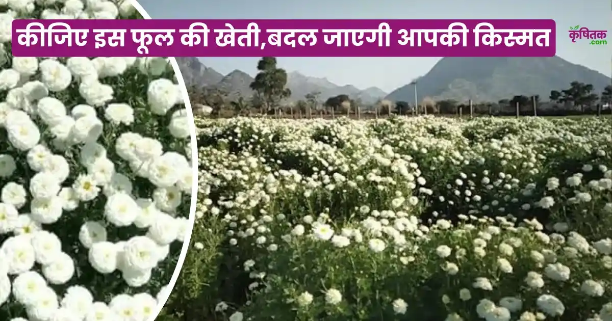 Bijli Ke Phool Ki Kheti