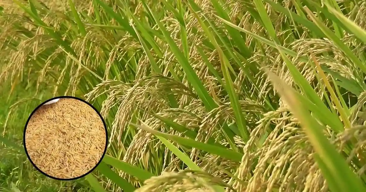 New Variety of Katarni Paddy