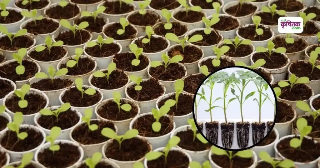 Seed Priming