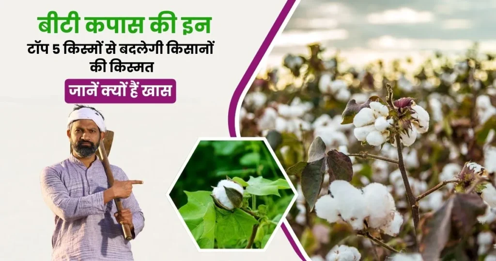 Best 5 BT Cotton Varieties 2025