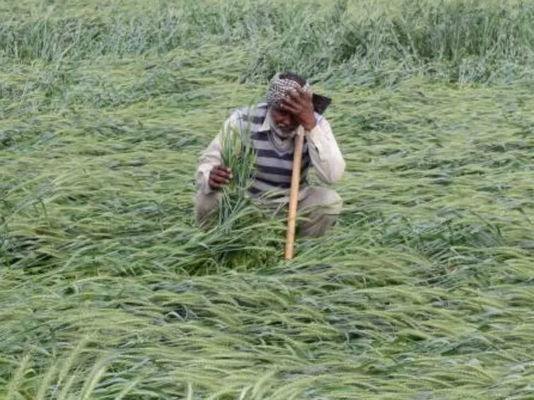 बेमौसम बारिश में फसल भीग गई? एक्सपर्ट बता रहे हैं तुरंत नुकसान से बचने के तरीके