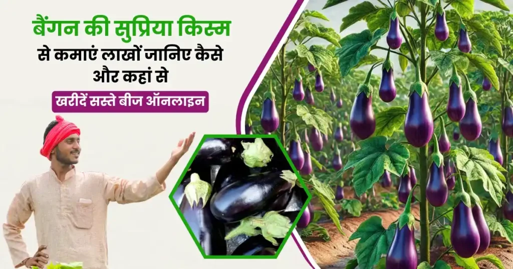 Supriya variety of brinjal cultivation