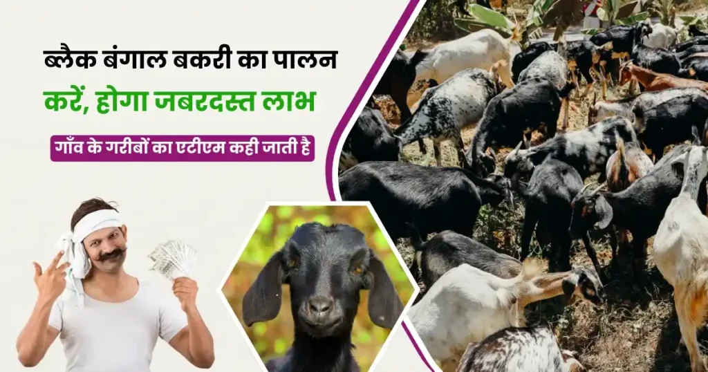 Black Bengal Bakri Palan