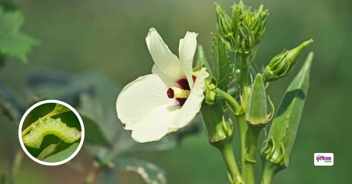 Protect the ladyfinger crop from caterpillars