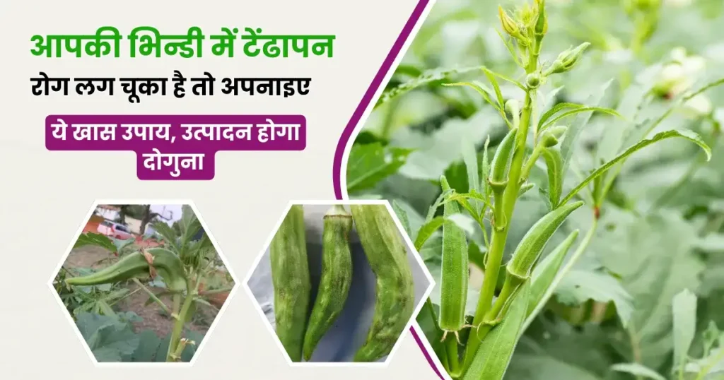 Bhindi Me Hone Wala Rog