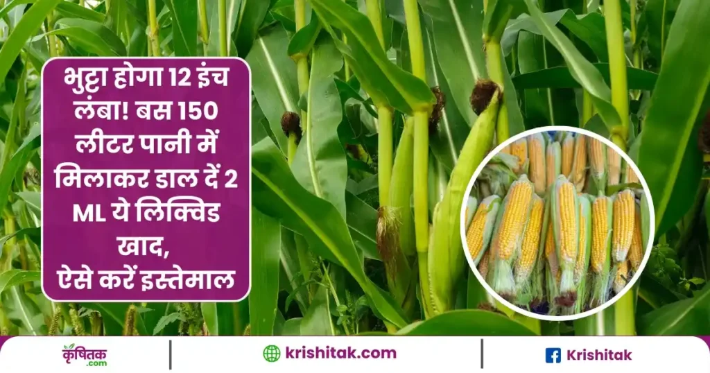 Maize Farming Tips