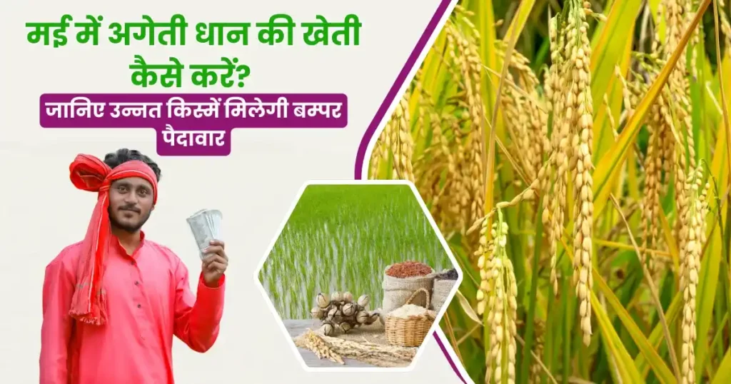 May Mein Ageti Dhan Ki Kheti