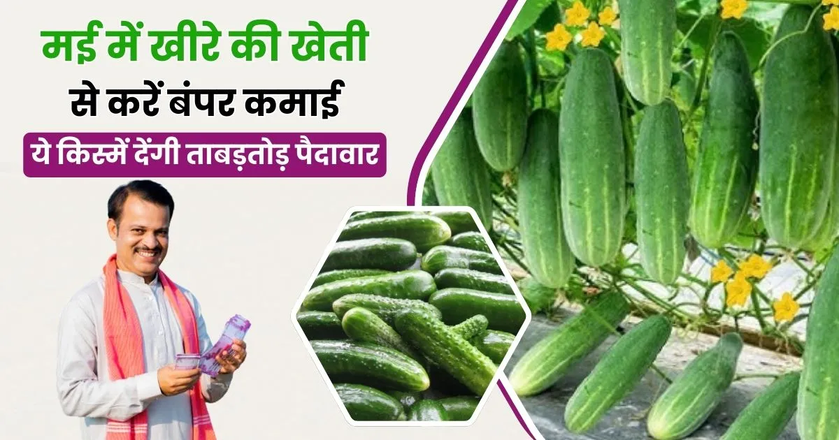 मई में खीरे की खेती